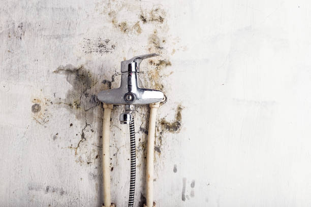 Best Localized Mold Remediation (e.g., coastal areas, humid climates) in Monticello, MN