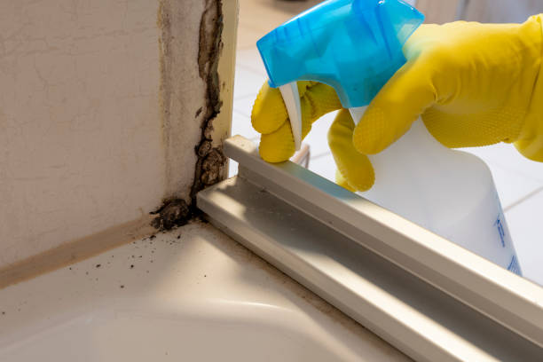 Best Post-Flood Mold Remediation in Monticello, MN