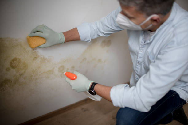 Best Insurance-Related Mold Remediation in Monticello, MN