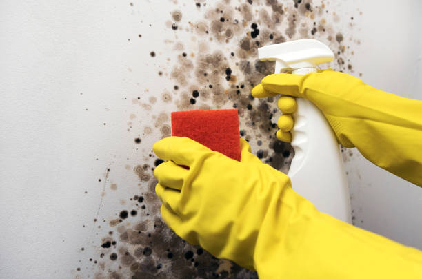 Best Bathroom Mold Remediation in Monticello, MN